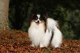 EPAGNEUL NAIN CONTINENTAL PAPILLON